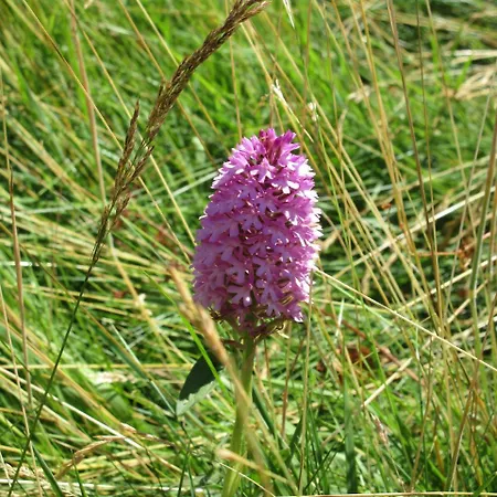 Kajon House Bed & Breakfast Clonmacnoise