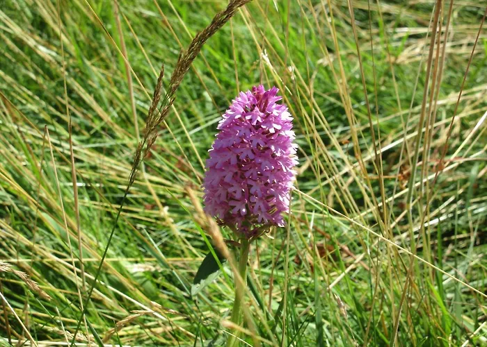 Kajon House B&B Clonmacnoise