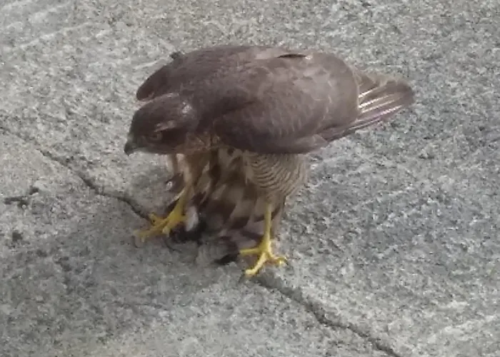 Kajon House 4* Clonmacnoise